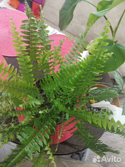 Папоротник