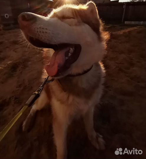 Кобель для вязки
