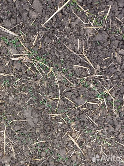 Сено люцерны