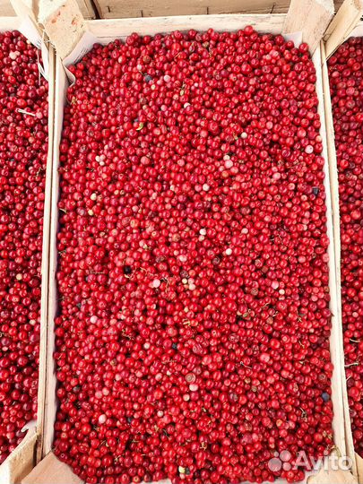 Клюква свежая