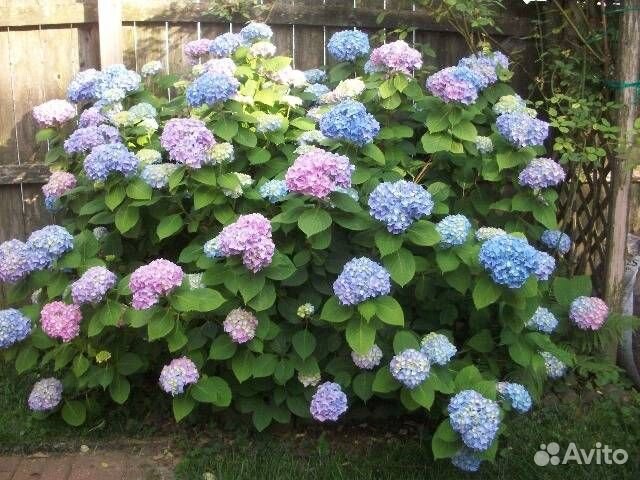 Гортензия крупнолистная саженцы Р9