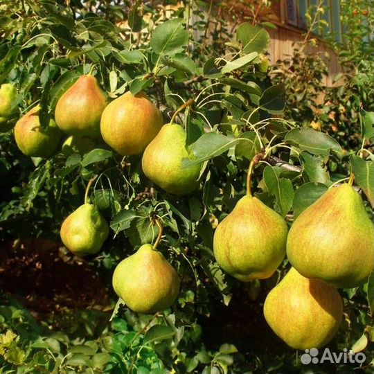 Груша Арабка