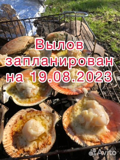 Морской гребешок