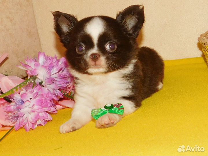 Чихуахуа Мини мальчик