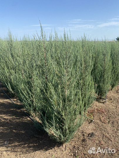 Продажа Хвойных растений Симферополь/Крым