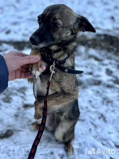 Маленькая девочка той терьер в добрые руки