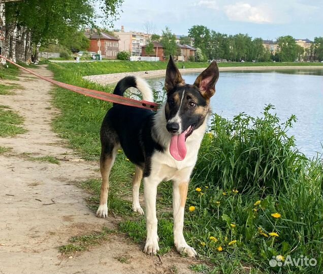 Ищет передержку или дом Сара