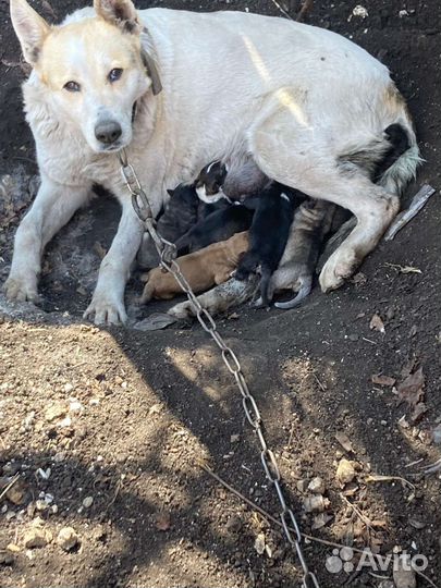 Щенки лайки