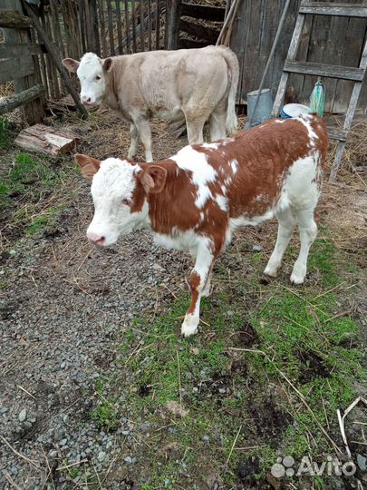 Продам телят, быка и коров
