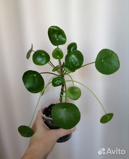 Комнатные растения цветы