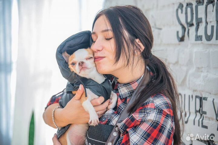 Передержка собак/грызунов