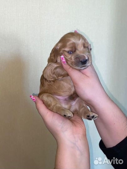 Кокер спаниель