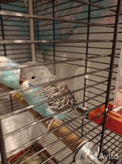 Волнистый попугай птенцы