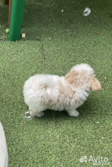 Зоогостиница.Передержка животных.Догситтер