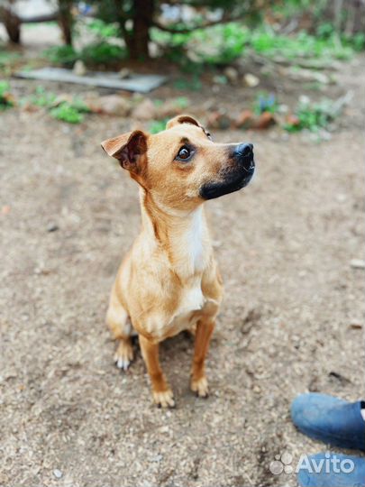 Маленькая собака ищет дом