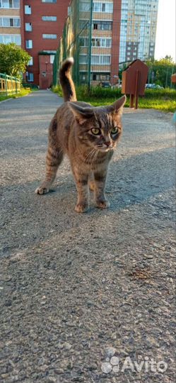 Кошечка в добрые руки