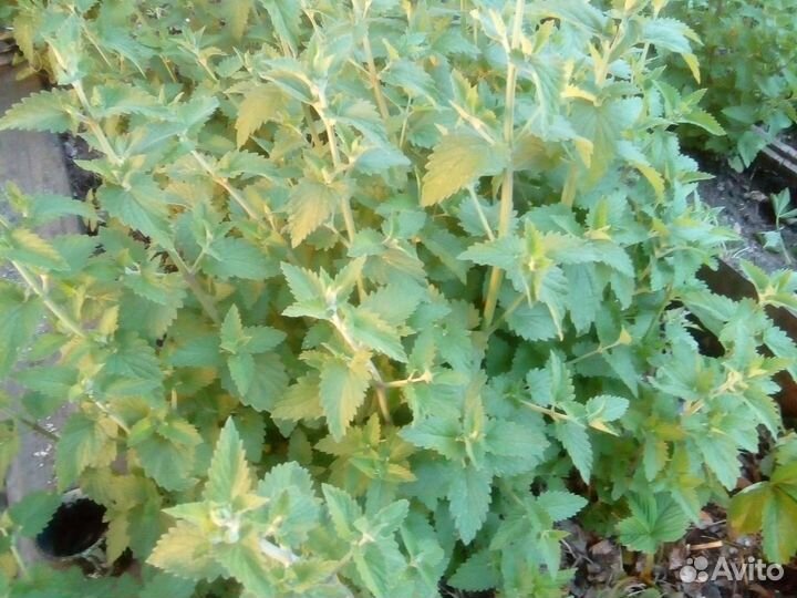 Свежая Мята и Мелисса, яблоки и груши,вишня