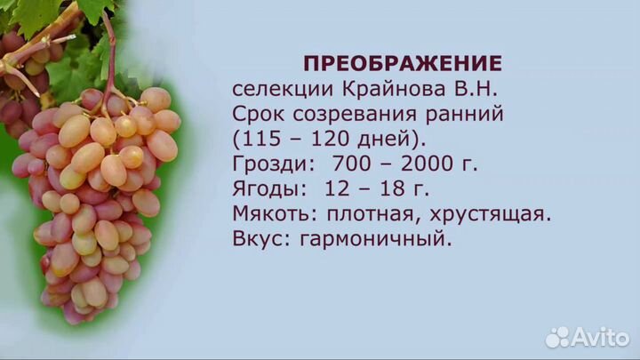 Черенки и саженцы винограда