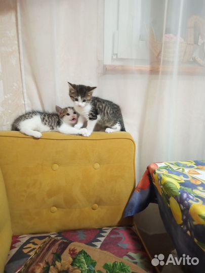Котятки окраса вискас