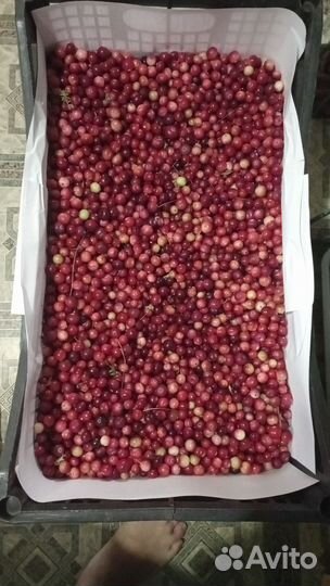Продам клюкву