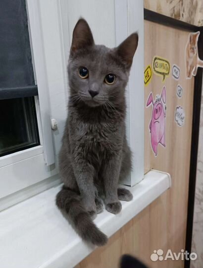 Кошка в дар бесплатно