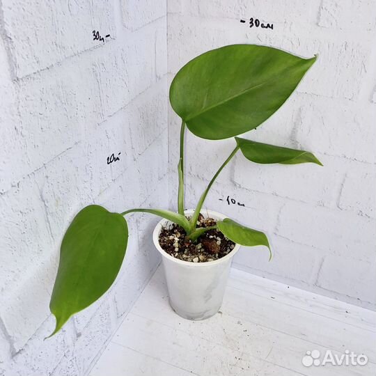 Монстера Альба зеленая