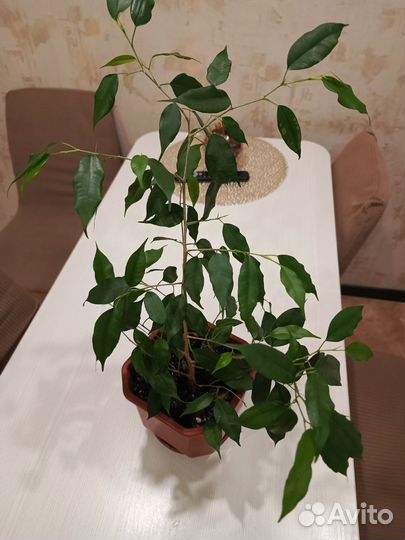 Диффенбахия, замиагулькас, фикус и др