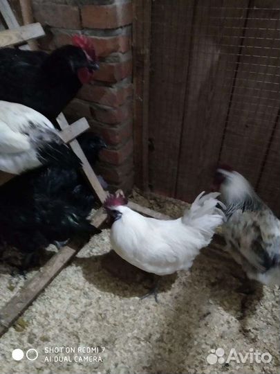 Куры, Индюки,цыплята,инк яйцо под заказ