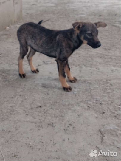 Собака в добрые руки отдам бесплатно