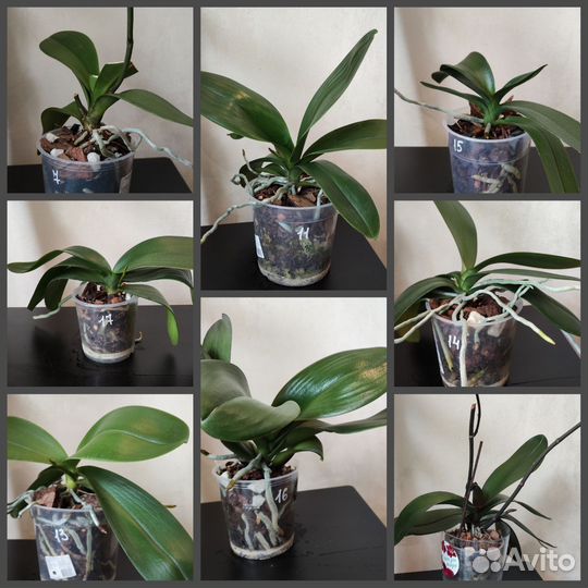 Орхидея фаленопсис