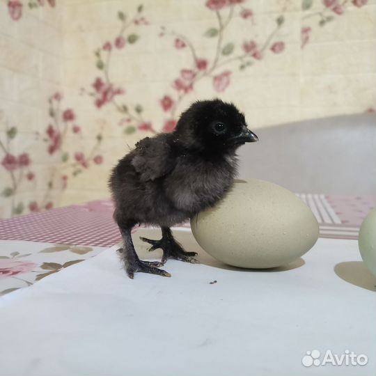 Продам цыпушек вывод 22. 04.24