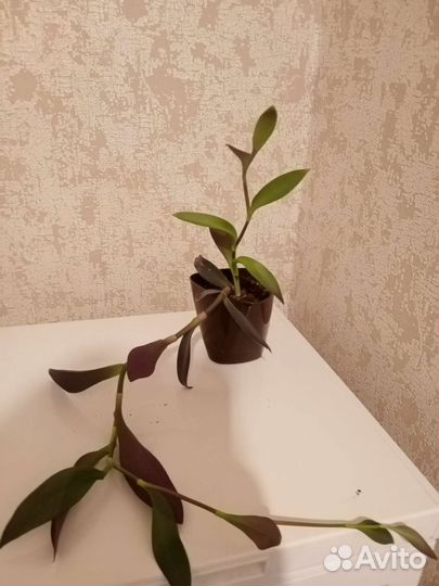 Традесканция