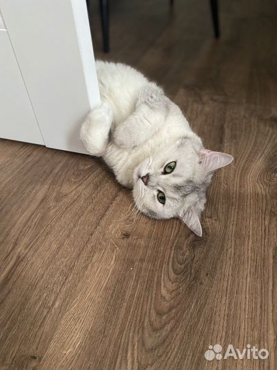Отдам кота в добрые руки