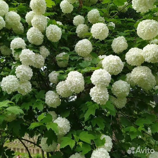 Калина Бульдонеж