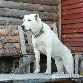 Алабай (среднеазиатская овчарка) - Продажа щенков в Москве - nate-lit.ru