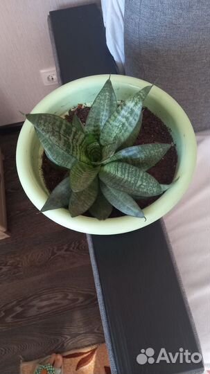 Сансевиерия