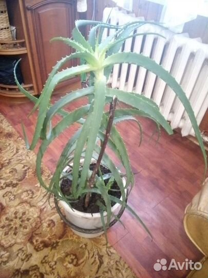 Алоэ лечебный(5 лет)