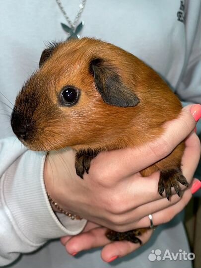 Морские свинки, калифорния и теди