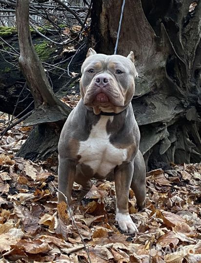 Приглашаем на вязку American Bully