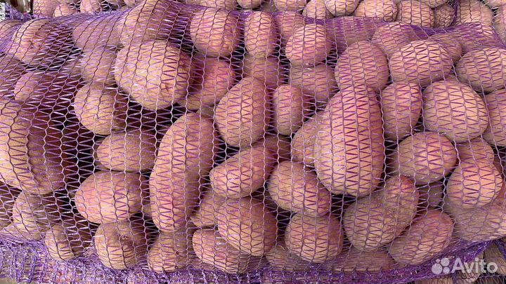 Картофель домашний суздальский район