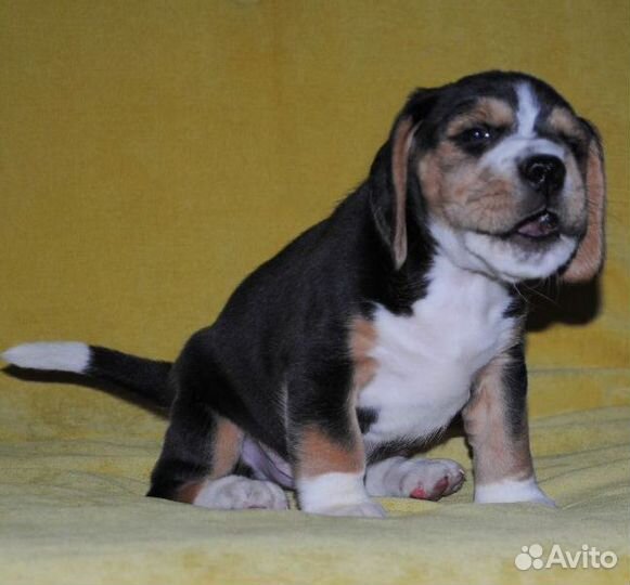 Щенки бигль