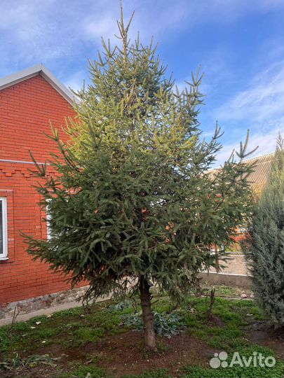 Елка 6 метров