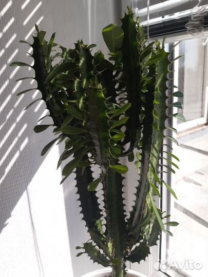 Кактус молочай