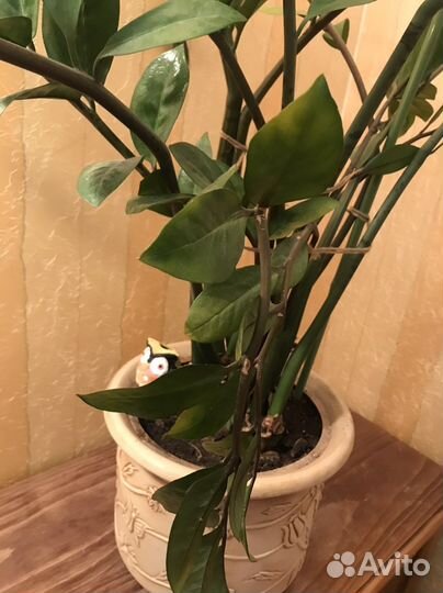 Замиокулькас