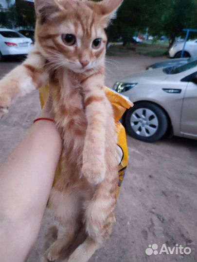 Рыжий мальчик, 2 мес