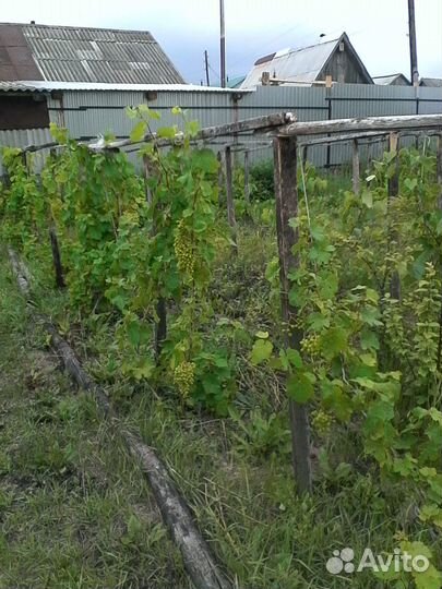 Саженцы винограда Изабелла, плодоносящие 40 кустов