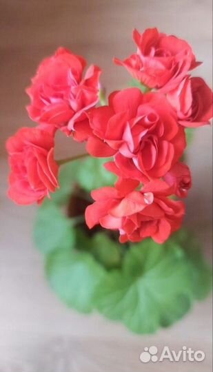 Пеларгония