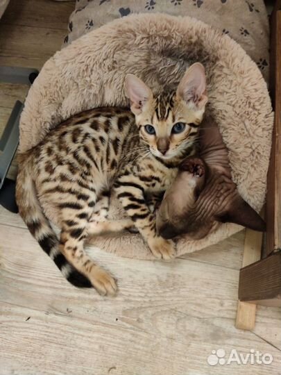 Бенгальский котёнок (кошка)