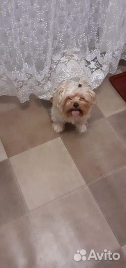 Йоркширский терьер