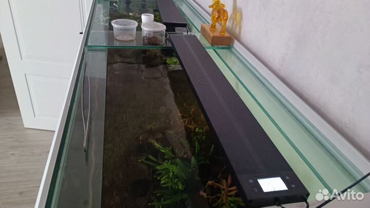 Аквариум+самп